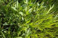 Silene