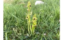 Ophrys aranifera