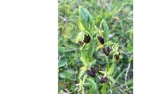 Ophrys aranifera