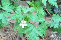 Geranium robertianum
