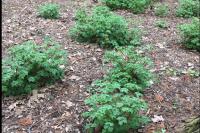 Geranium robertianum