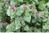 Lamium purpureum