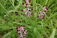Fumaria bastardii