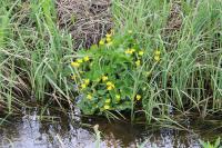 Caltha palustris