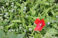 Papaver rhoeas