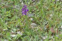 Anacamptis morio
