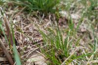 Carex pilulifera