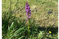 Orchis mascula