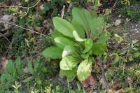 Lactuca virosa