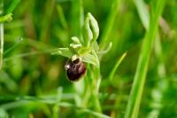 Ophrys aranifera
