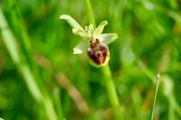 Ophrys aranifera