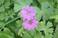 Geranium pyrenaicum