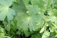 Geranium pyrenaicum