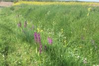 Orchis mascula