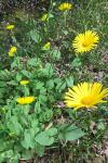 Doronicum plantagineum