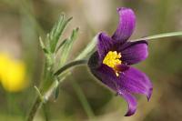 Pulsatilla vulgaris
