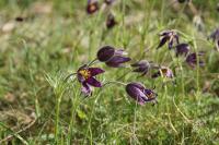 Pulsatilla vulgaris