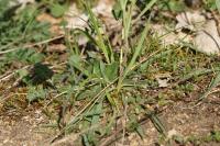 Ranunculus gramineus
