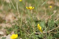 Ranunculus gramineus
