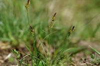 Carex liparocarpos