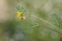 Hippocrepis comosa