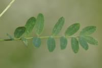 Hippocrepis comosa