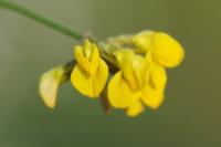 Hippocrepis comosa