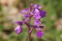 Anacamptis morio