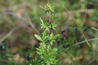 Ligustrum vulgare