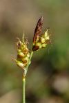 Carex liparocarpos