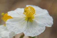 Helianthemum apenninum