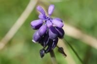 Muscari neglectum