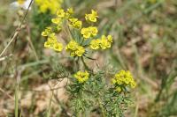 Euphorbia cyparissias