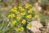 Euphorbia cyparissias