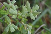 Quercus pubescens