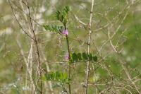 Vicia sativa