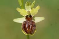 Ophrys aranifera