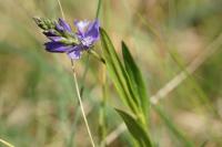 Polygala vulgaris