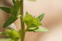Veronica arvensis