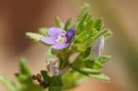 Veronica arvensis