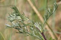 Artemisia campestris