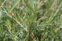 Artemisia campestris