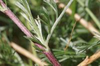 Artemisia campestris