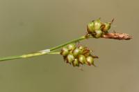 Carex liparocarpos