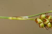 Carex liparocarpos