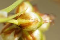 Carex liparocarpos