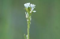Arabis hirsuta