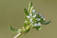 Valerianella locusta