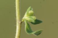 Veronica arvensis
