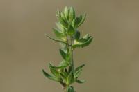 Veronica arvensis